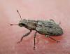 Sitona sp.